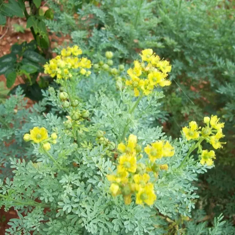 CZ GRAIN Rue (Ruta Graveolens) Heirloom Garden Seeds - 50 Non-GMO Open-Pollinated Compact Shrub Seeds, Herb-of Grace, Low-Care Growth, Companion Plant for Borders, Drought-Tolerant, Full Sun, Grow Herbs, Cottage-Style Landscapes