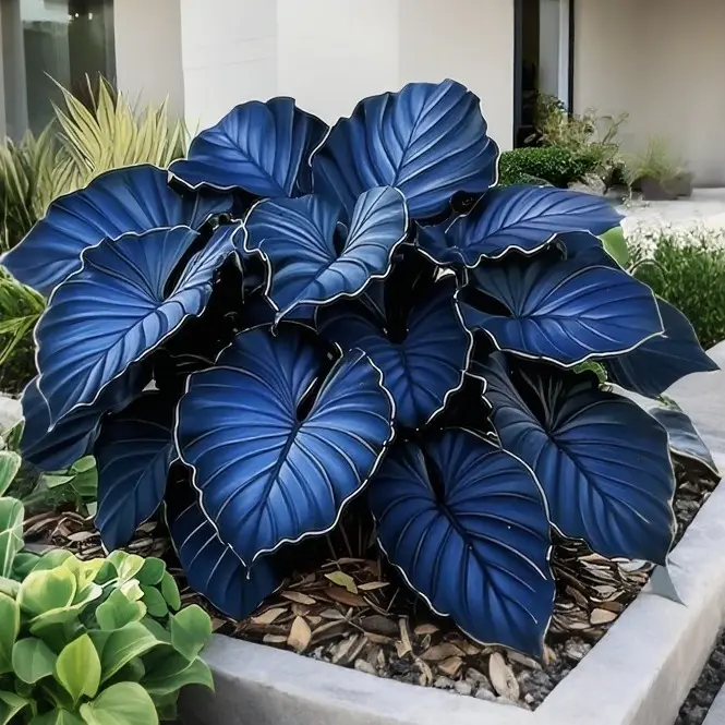 1000pcs Easy-Grow Hosta Seeds – Beautiful Leafy Plants for Garden Paths, Tree Borders, and Containers