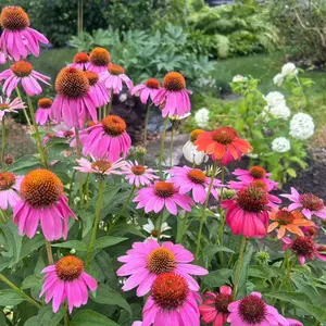 100 Purple Coneflower Seeds – Hardy Perennial Echinacea for Pollinator Gardens and Long-Lasting Blooms