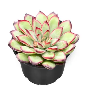 Rare Live Succulent Plants in 2in Planter Ready to Repot Easy to Survive for Succulents Collectors Starters, Party Favor, Gift Idea, DIY Project, Partial Sun Less Water