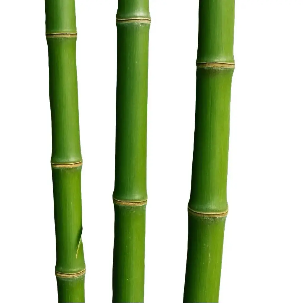 30 Giant Timber Bamboo Seeds for Planting | Exotic and Fast Growing | Ships from Iowa, USA | Landscaping, Privacy, Indoor or Outdoor (Giant Bamboo)