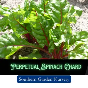 Perpetual Spinach Chard Seeds, Heat Tolerant Leafy Greens, Easy-to-Grow Vegetable Seeds, Non-GMO Heirloom Variety Fresh Garden Seed