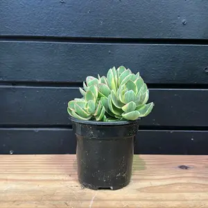 Variegated Jade Plant Succulent Plant 4 Inch