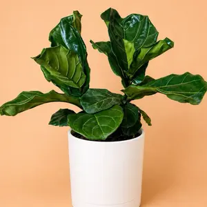 Large Ficus Fiddle Leaf Fig 8" Pot House Plant Easy to Care for Watering Once a Week Thrives in Bright Indirect Light Perfect for Home Decor - Houseplants