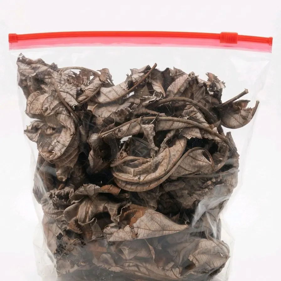 fey twonpet-dried trumpet leaves