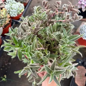 Kitte Ears Plant 6 inch pot Succulsnt Plant