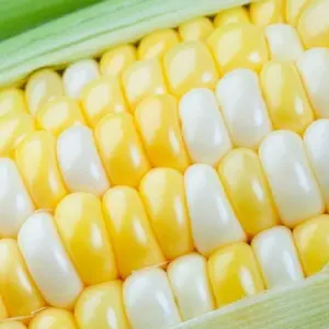 CZ GRAIN 100 Peaches and Cream Sweet Corn Seeds for Growing - Popular Variety of Sweet Corn to Plant Your Own Food