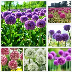 100Pcs Allium Giganteum Seeds For Planting for Planting