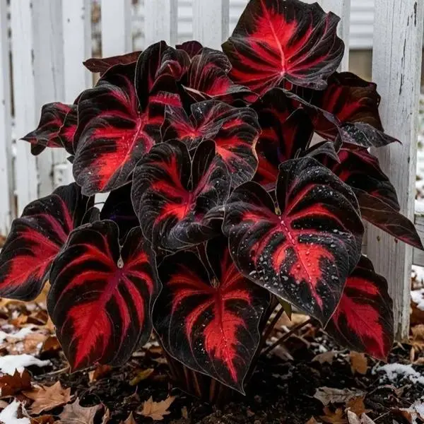 Black-Red Hosta Seeds (800 Seeds) - Exotic Bicolor Dramatic Foliage, Versatile Perennial Plant, Shade Tolerant, Ideal for Garden Borders, Requires Consistent Moisture, All-Season Garden Appeal