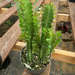 African milk tree euphorbia trigona