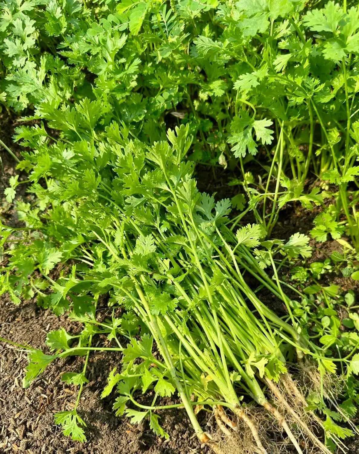 1000+ Premium Cilantro Seeds – Ngò Rí, Coriander, Chinese Parsley – Non-GMO, Heirloom, 99% Germination Rate – Easy to Grow Herb Seeds for Yard & Garden