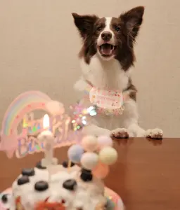 Birthday Party Collar and Hat Set for Cats and Dogs
