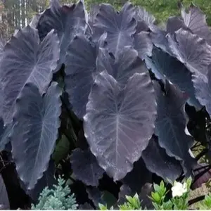 Black Ruffles Elephant Ear Live Plant - Colocasia esculenta- Indoor/Outdoor - Partial Shade  ship in pot 3 TO 6” Tall