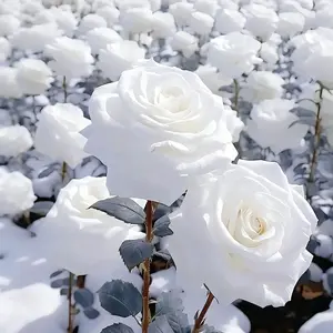 200 Pcs White Rose Seeds – Elegant Perennial Flowers for Garden Beds, Pots, and Romantic Outdoor Decoration