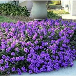 Purple Moss Verbena Seeds | 50 Seeds | Stunning Ground cover with Purple Blooms