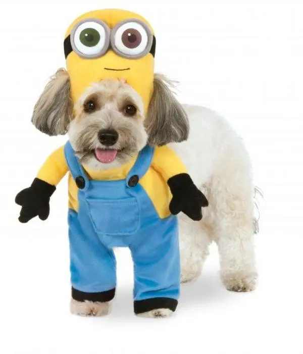 Pets Minion Bob Costume