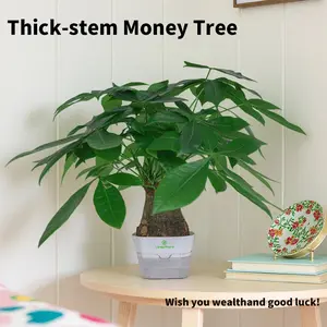 Prosperity Money Tree - Pest-Free Evergreen Plant with Undamaged Stems, High Plasticity Bonsai Suitable, Ideal Gift for Relatives & Beginners (Indoor/Office Use)