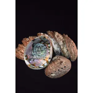 Green Abalone Sea Shell One Side Polished Beach Craft 6" - 7" (10 pcs) #JC-18