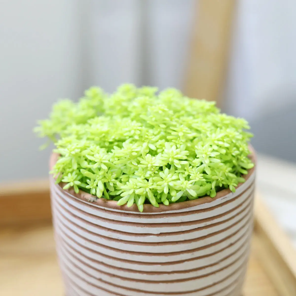 Sedum Golden Moss - Sedum japonicum 'Tokyo Sun'