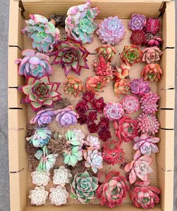 April Farm Special-Pick Succulents Live Check Out Link (Please only use this listing for live check out)