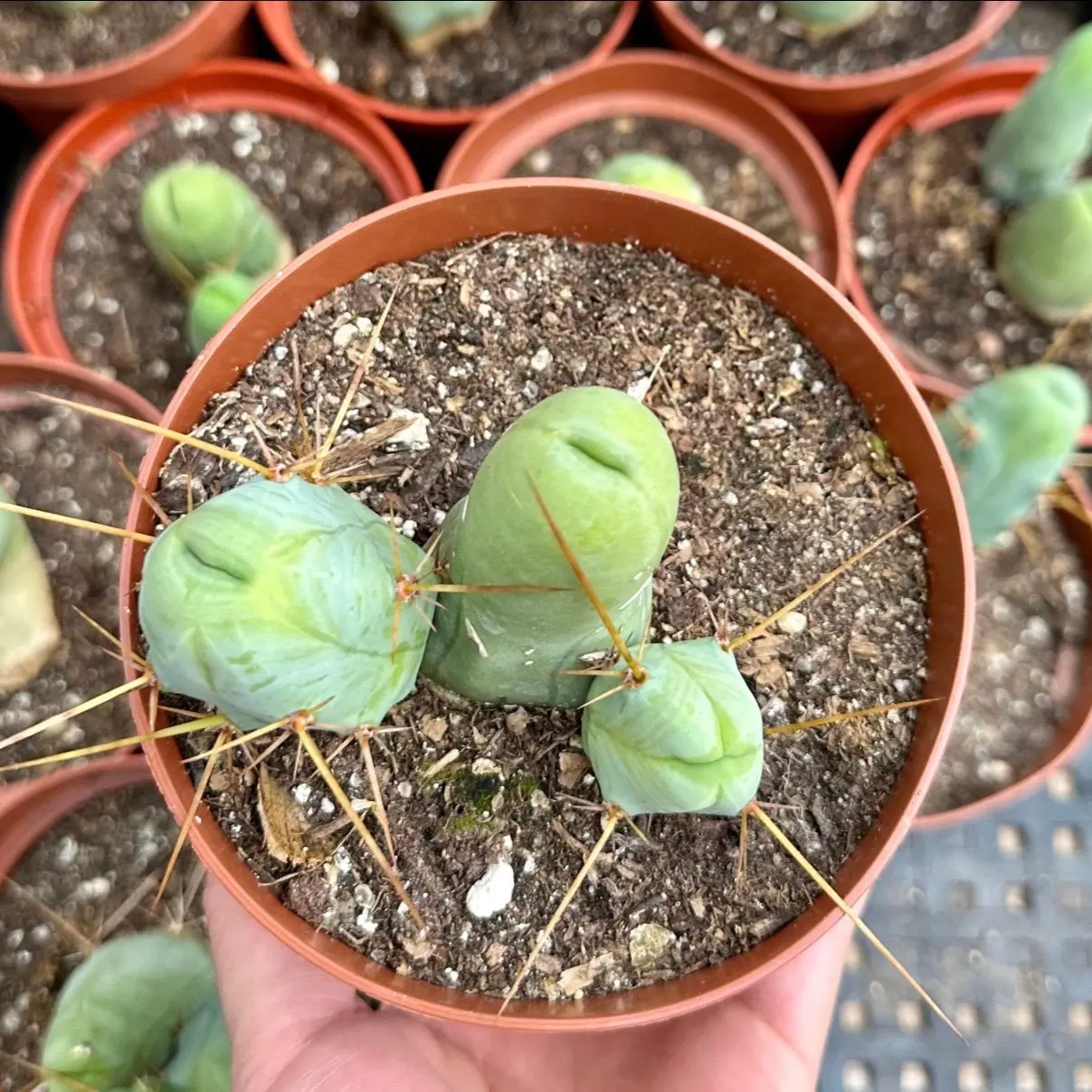 Penis Cactus, Rare Succulent, Unique Plant in 5" pot