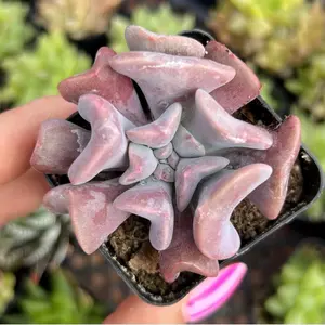 Echeveria Cubic Frost Succulent