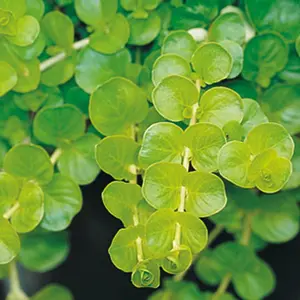 Goldilocks Creeping Jenny