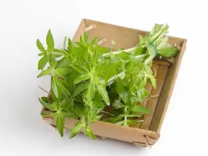 Limnophila Aromatica Rau Plant Seeds, 2 Pack x 300 Non-GMO Heirloom Herb Seeds, for Home Garden, Container & Raised Bed Herbs