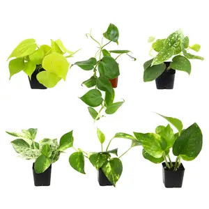 Philodendron & Pothos Plant 6-pack: Hanging Vines & Variegated Plants - (2” Pots) - Golden Pothos - Marble Queen Pothos - Brasil Philodendron - Micans - Neon - Satin Pothos - Heart Leaf Philodendron