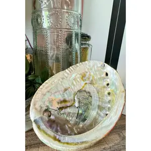 Natural Abalone Shell
