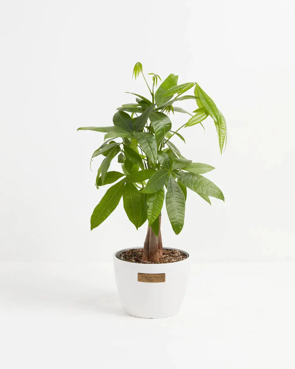 Medium Money Tree in Chai Eco Pot