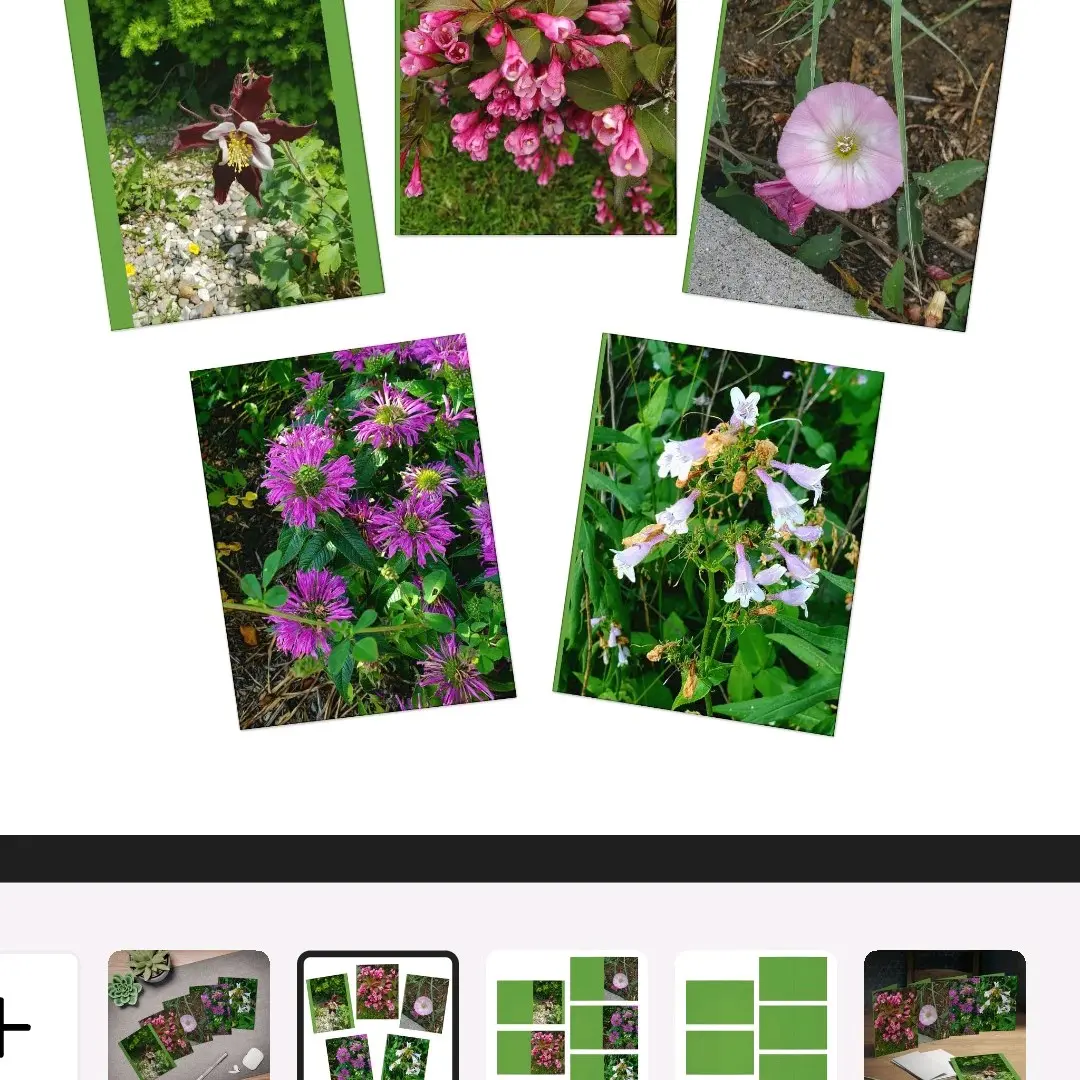 Wildflower photography card set
