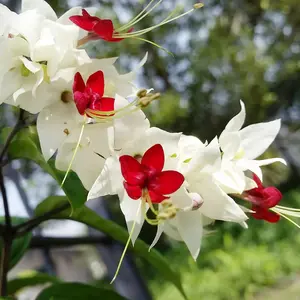 50 Bleeding Heart Vine Seeds Glory Bower, Clerodendrum Thomsoniae Perennial Tender Fast-Growing Tropical Climbing Vine Evergreen Outdoor Border Bed Garden 20Pcs