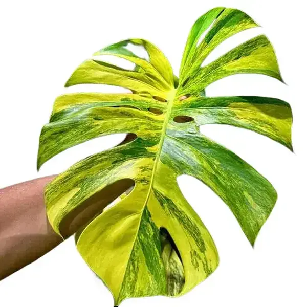 Monstera Yellow Marilyn Tissue Culture - Live Houseplant - Rare Variegated Monstera - Golden Yellow Variegation - Exotic Tropical Aroid - High Contrast Foliage - Marbled & Blocky Patterns - Indoor Plant Gift - Embryonic Plantlet - Collectors Item