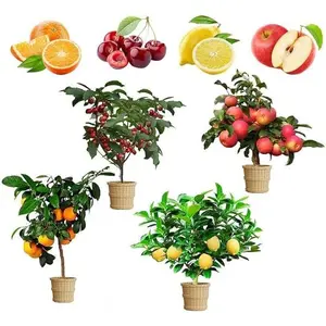 Dwarf Fruit Tree Seeds Collection – 4 Types: Apple, Lemon, Cherry, Orange – 50+ Seeds Each – Organic Heirloom Seeds for Backyard Growing