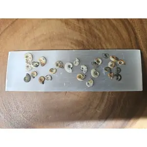 Natural Pleuroceras Ammonite Fossil Lot, 25 Prehistoric Mollusk Specimens for Collectors, 8-13mm from Germany with Selenite Display Base