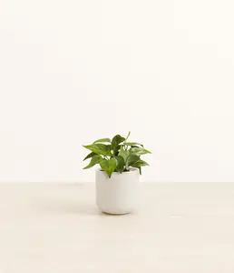 Heartleaf