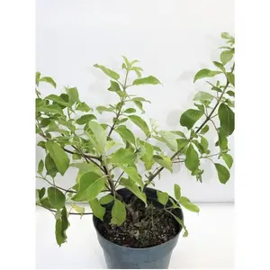 PLANTA VENCEDOR CON RAIZ