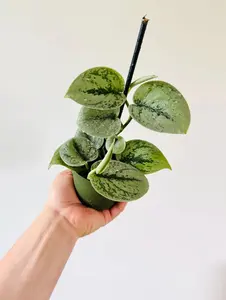 Scindapsus sp. Green Anaconda on Totem - Rare Aroid - 4" Pot