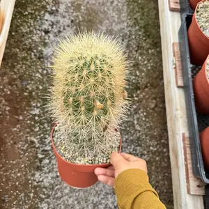 Neoportera Villosa 6 inch pot