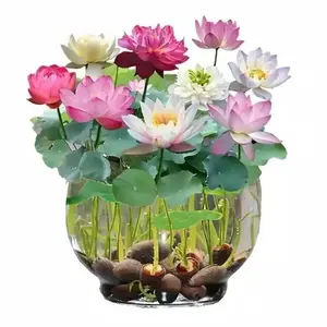 20 Pcs Mini Lotus Seeds for Planting, Sacred Bowl Lotus Aquatic Plant Seeds for Water Pots, Ponds and Garden Containers, Seeds Only, Not Live Plants