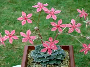 100 SEEDS Graptopetalum Bellum exotic succulent rare mesembs flowering plant