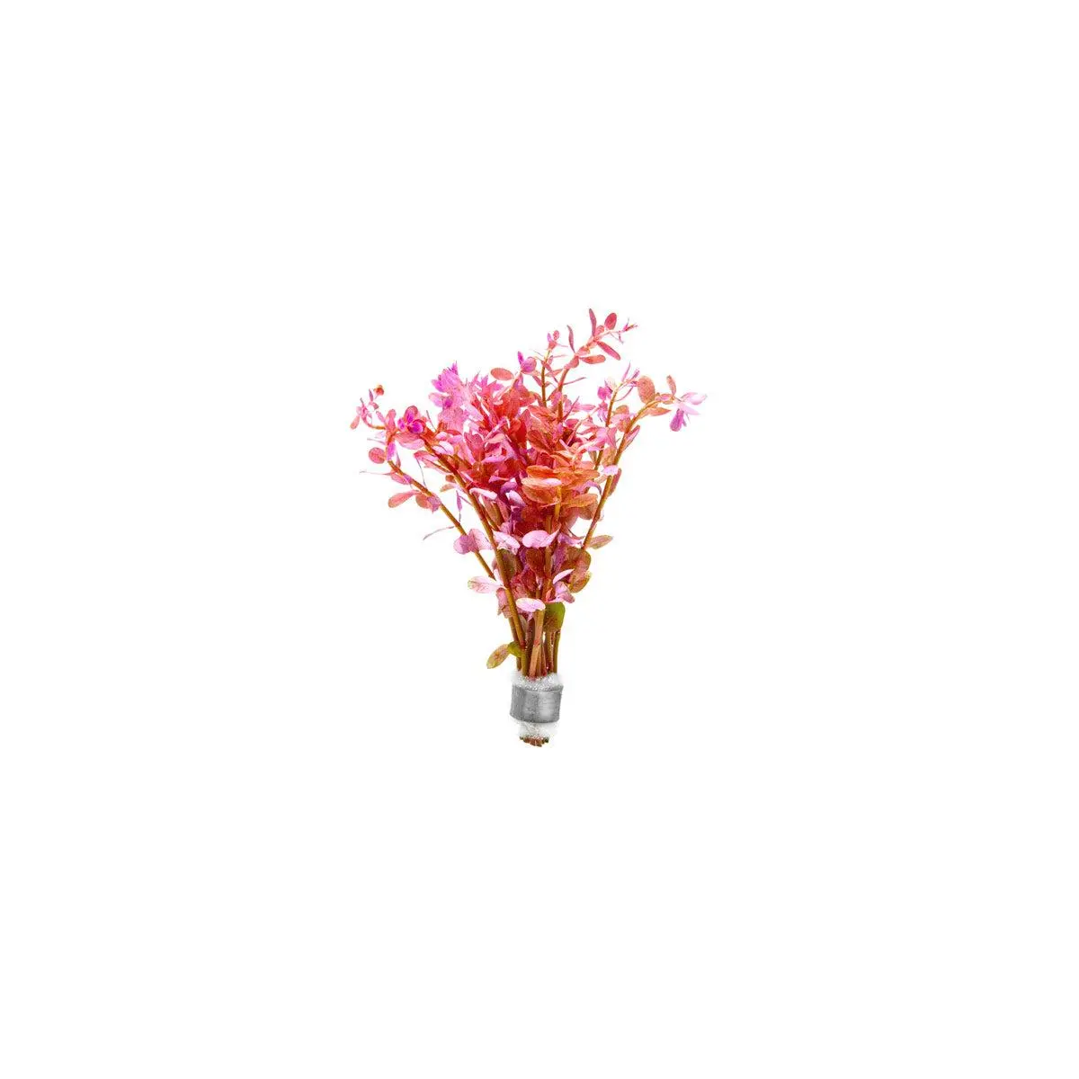 Rotala Rotundifolia Red