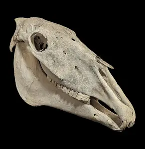 Horse Skull with Jaw