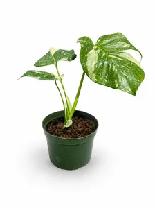 Monstera Thai Constellation