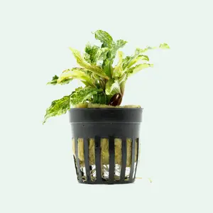 Bucephalandra Variegated Marble
