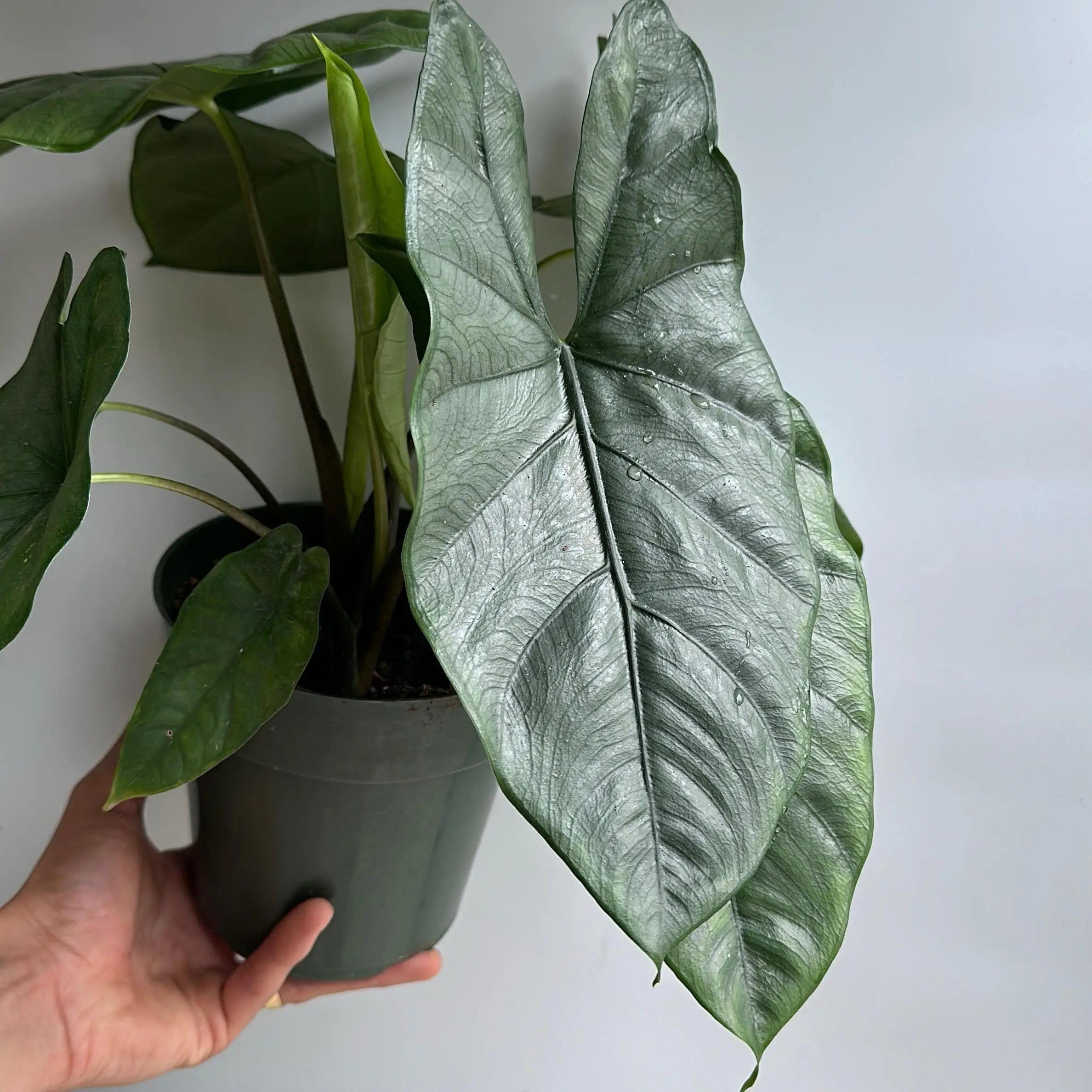 Alocasia Corazon - Stunning Tropical House Plant with Green Leaves & Silver-White Veins for Indoor Decor - Easy Care & Ideal for Warm Humid Environmen
