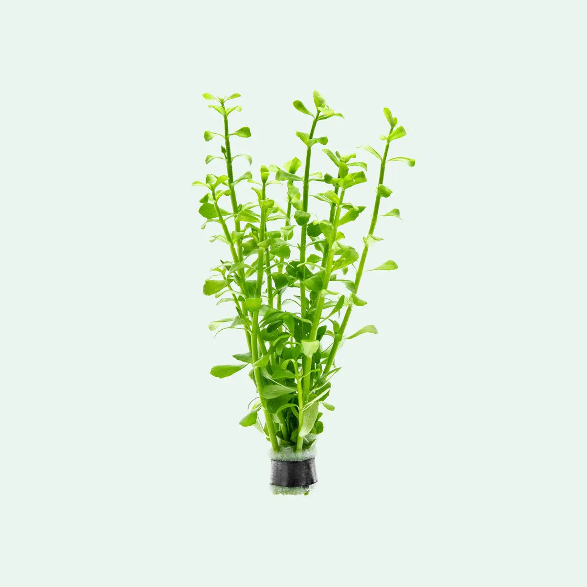 Bacopa Monnieri