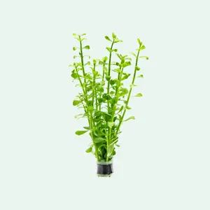 Bacopa Monnieri