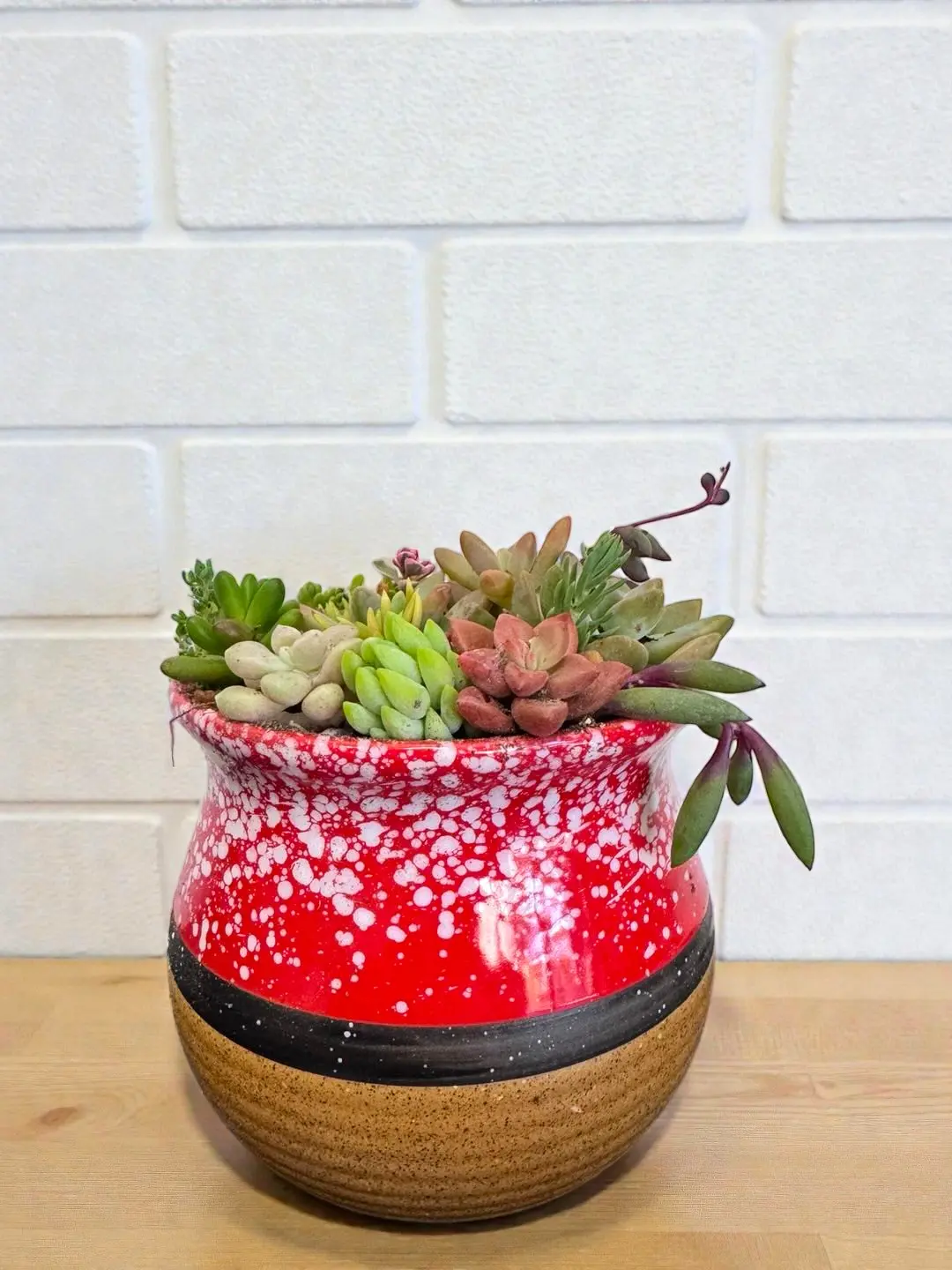 Mini Succulent Plant with Handcrafted Ceramic Pot – Multi-Succulent Arrangement,Colorful Flower Pot,Indoor Live Plant,Gift for Home Office Decoration,Desktop Decor